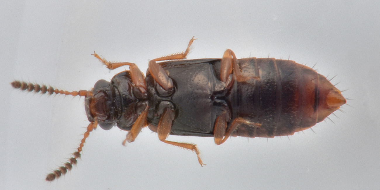 Staphylinidae: Paraphloeostiba sp? No, Xylostiba bosnica